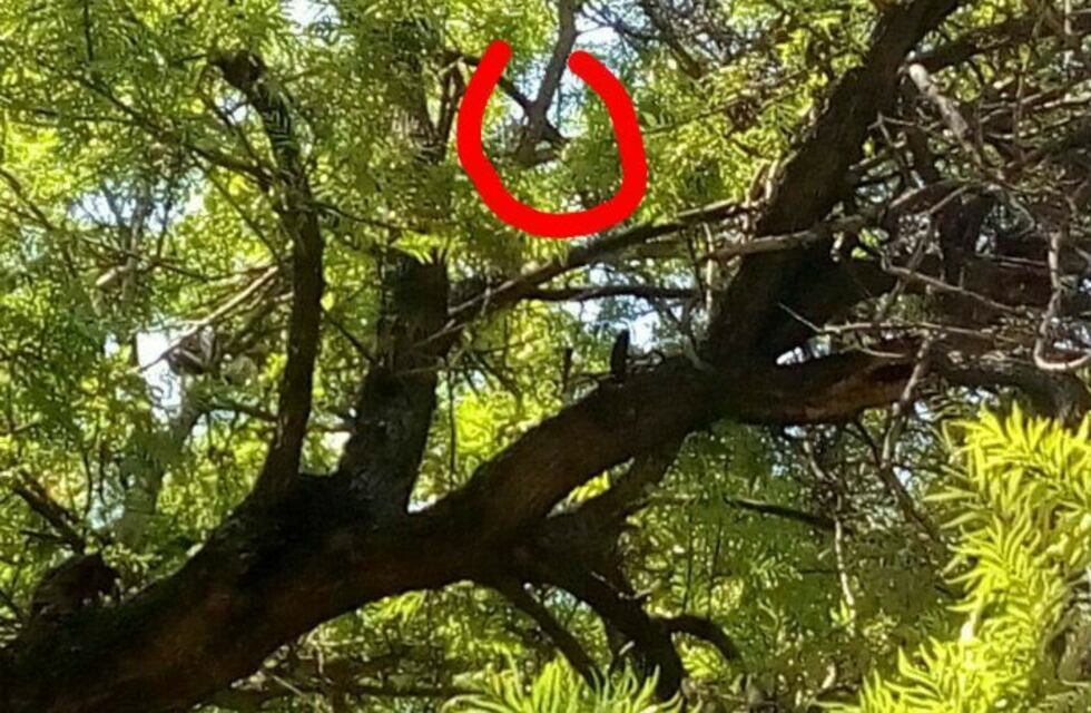 Quejas por un gatito atrapado en un árbol que nadie rescata