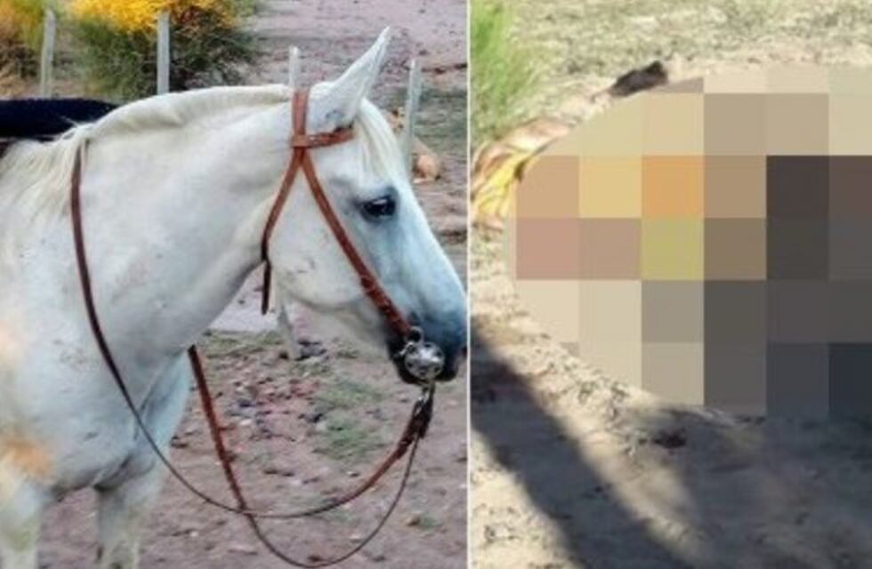 Le robaron y faenaron a su mascota