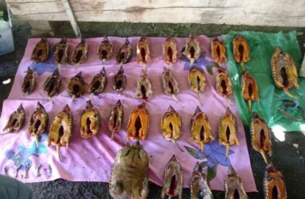 Detuvieron a un hombre por secuestrar a decenas de animales muertos