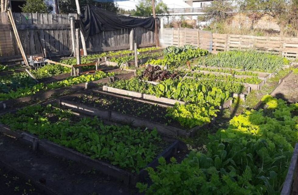 Cafesg fomenta huertas a escala familiar en Federación