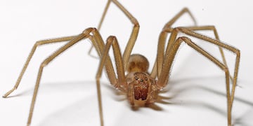 Una nena terminó en terapia intensiva por la picadura de una 'araña de rincón'