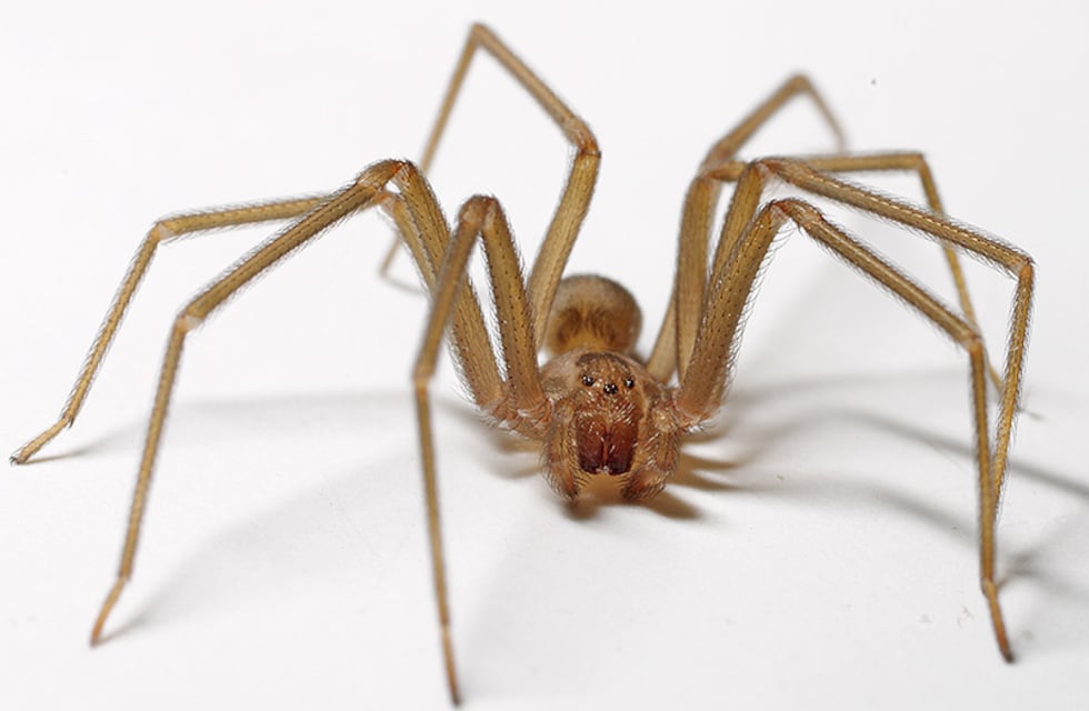 Temporada alta de arañas loxosceles o de rincón: lo que hay que saber sobre este arácnido ponzoñoso