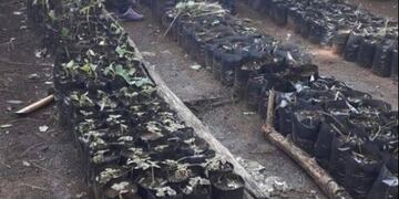 Preparación de plantines en el Vivero de Posadas\u002E /Facebook)