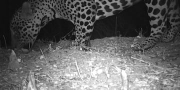 El video de un yaguareté moviliza a todo el Parque Nacional El Impenetrable\u002E (facundoquiroga\u002Ecom)\u002E