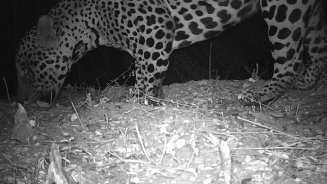 El video de un yaguareté moviliza a todo el Parque Nacional El Impenetrable\u002E (facundoquiroga\u002Ecom)\u002E