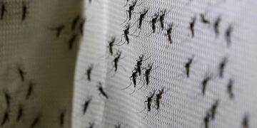 Dengue: realizaron acciones concientización y prevención en Lules\u002E
