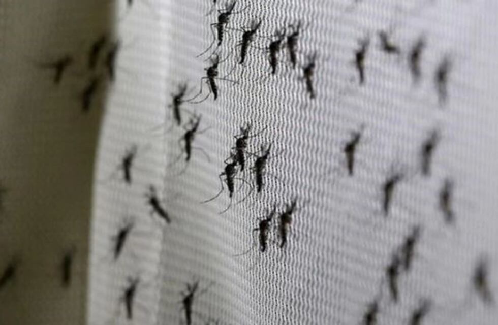 Dengue: ya suman 670 los casos positivos y tres las muertes en Tucumán