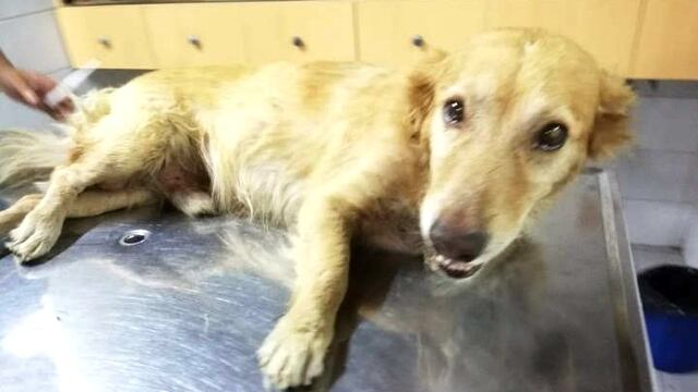 Duke, el perrito rescatado en Circunvalación por Matías Cejas y cuya historia en Twitter emocionó a todos\u002E (Twitter)