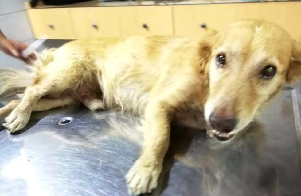 La historia de Matías y Duke, el perrito rescatado casi muerto, que hoy está bien y con nuevo hogar