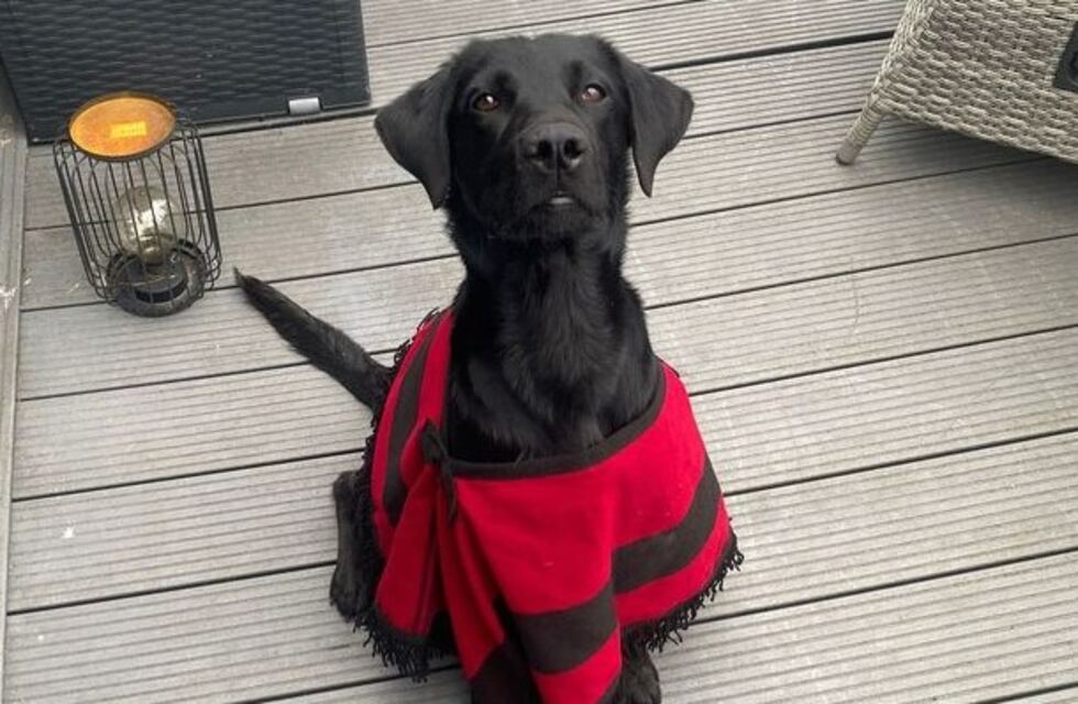 Finalmente Rocco, el perrito salteño, llegó a Frankfurt para dejar su pasado atrás y empezar una linda historia