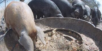 Nació un chancho con dos hocicos y dos bocas.  (La Voz / Archivo).