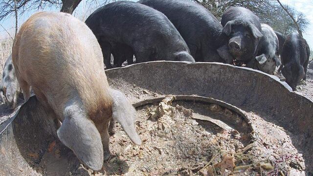 Nació un chancho con dos hocicos y dos bocas.  (La Voz / Archivo).
