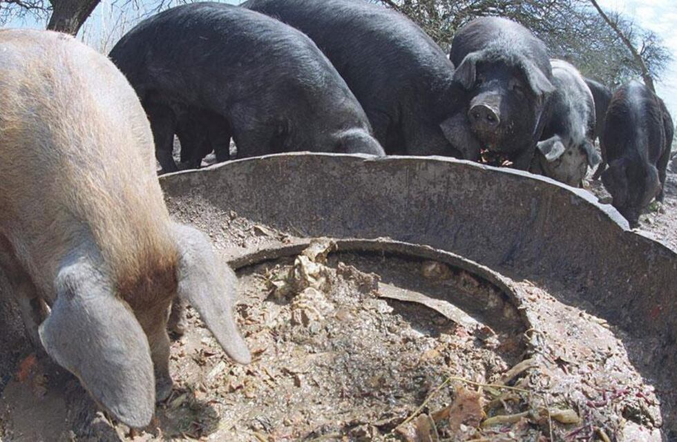 Imágenes sensibles: conmoción en Ucacha por el nacimiento de un chancho con dos hocicos