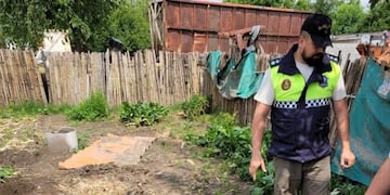 Concepción: en allanamientos por un robo, secuestran plantas de marihuana, un auto y herramientas