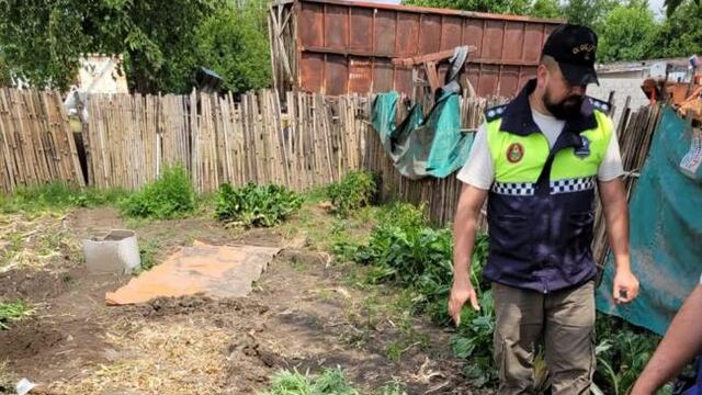 Concepción: en allanamientos por un robo, secuestran plantas de marihuana, un auto y herramientas