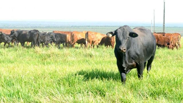 El establecimiento ganadero. (Imagen ilustrativa)