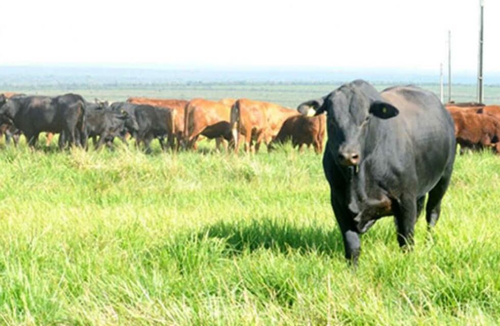 Entre Ríos promueve la asistencia a pequeños productores de carne