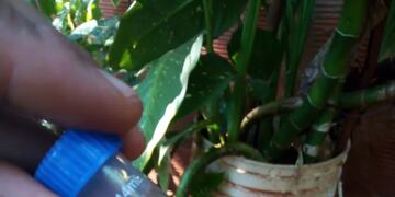 Dengue: la Municipalidad de Posadas realizará la 33° edición del Levantamiento de Índices de Reservorios de Aedes aegypti (LIRAa). Foto: Municipalidad de Posadas