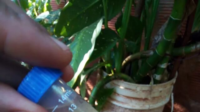 Dengue: la Municipalidad de Posadas realizará la 33° edición del Levantamiento de Índices de Reservorios de Aedes aegypti (LIRAa). Foto: Municipalidad de Posadas