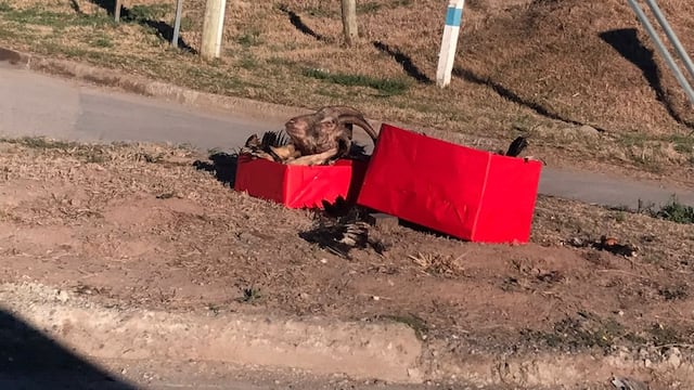 La "ofrenda" contenía aves muertas y la cabeza de una cabra (se desconoce si real o de juguete).