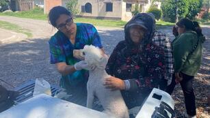 Los perros no transmiten leishmaniasis a los humanos, pero si son picados por un flebótomo infectado, contraen la enfermedad y pueden ser parte de la cadena de transmisión.