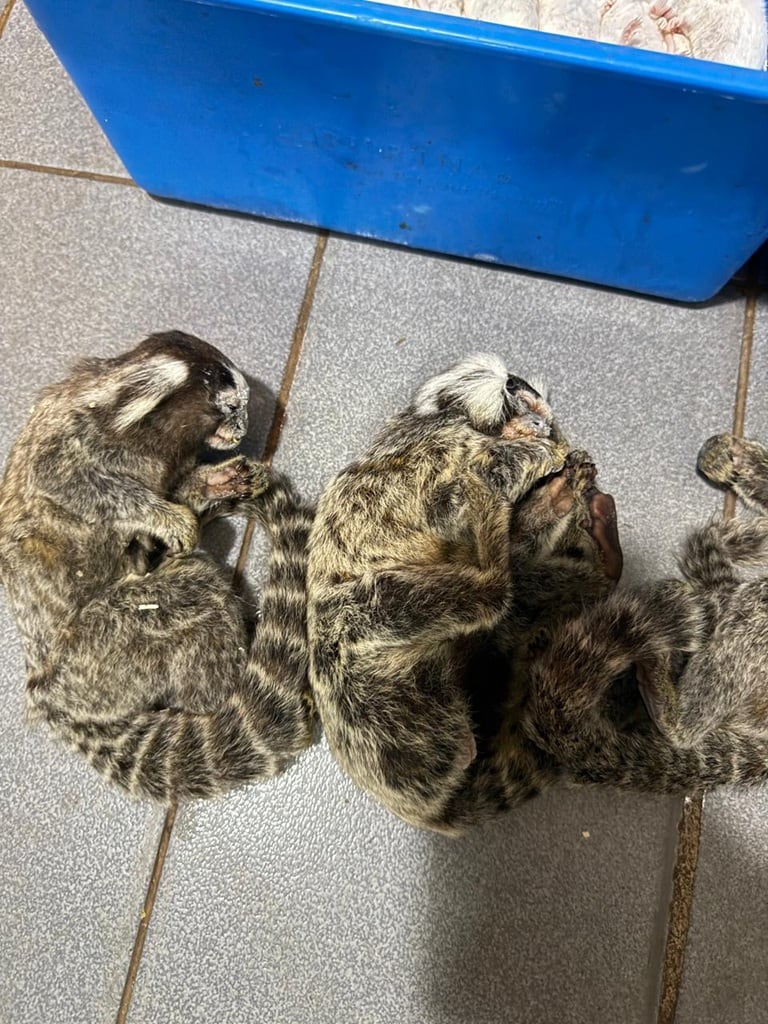 Allanamiento en una veterinaria de Posadas: hallaron más de 100 animales en condiciones de hacinamiento.
