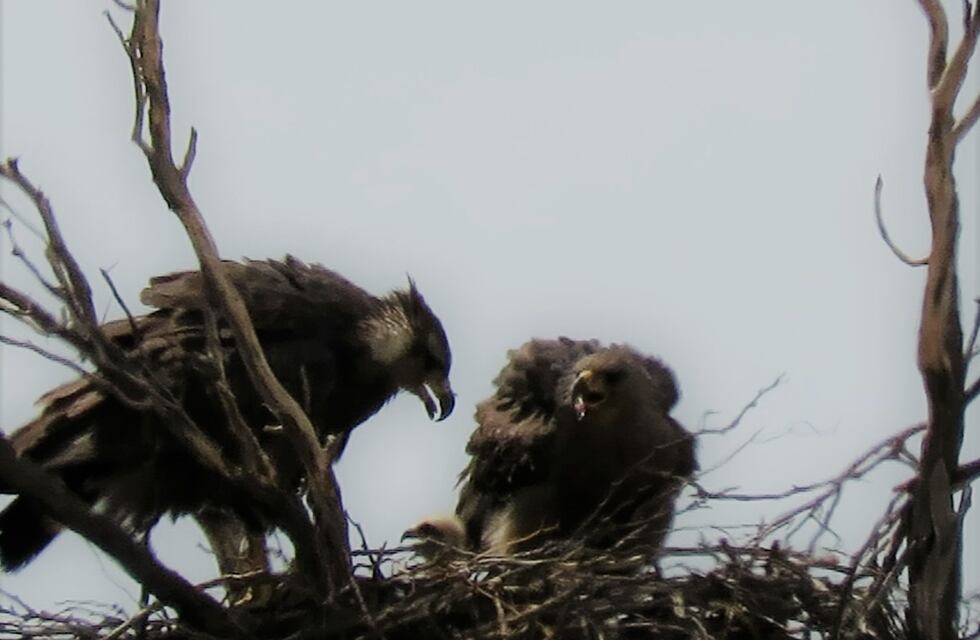 Se confirmó el nacimiento de un pichón de águila coronada en Mendoza: ¿cómo lo encontraron?