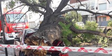 Chocó contra un árbol y se le cayó encima (Foto @juanfedericocba / Cadena 3).