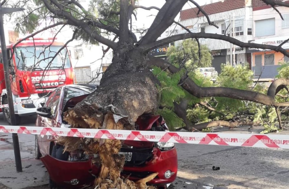 Pudo ser una tragedia: un hombre chocó un árbol y se le cayó encima del auto
