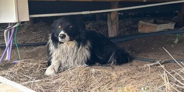 Lugar donde fue encontrado Abedul