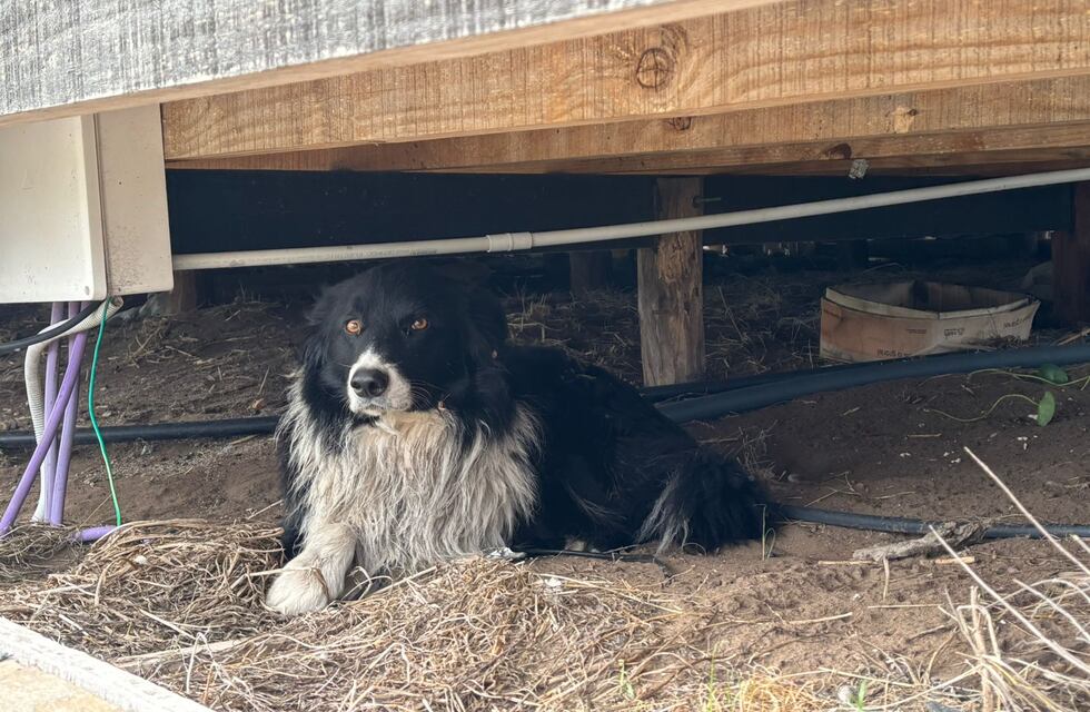 Inmensa alegría: encontraron a Abedul en Reta