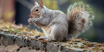 El video de la ardilla es viral en las diferentes redes sociales. Foto: Freepik.
