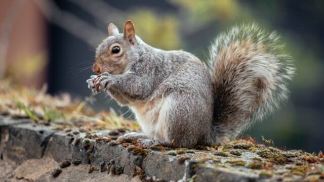 El video de la ardilla es viral en las diferentes redes sociales. Foto: Freepik.