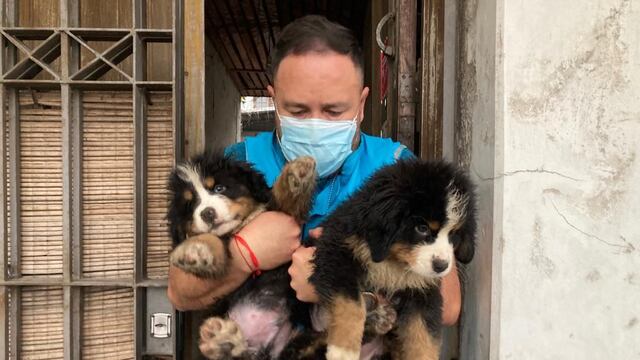 Desbarataron un criadero ilegal en Nueva Pompeya.