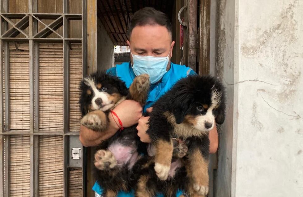 La Policía de la Ciudad desbarató un criadero ilegal en Nueva Pompeya: rescataron a 17 perros y encontraron 58 aves muertas