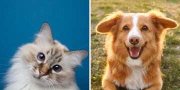 ¿Perros o gatos? Una encuesta reveló cuál es la mascota más elegida por los argentinos