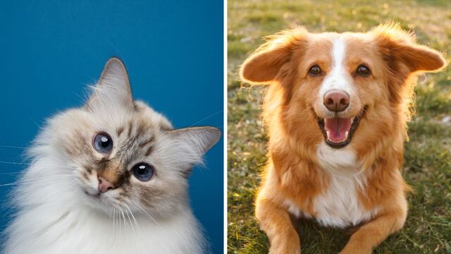 ¿Perros o gatos? Una encuesta reveló cuál es la mascota más elegida por los argentinos