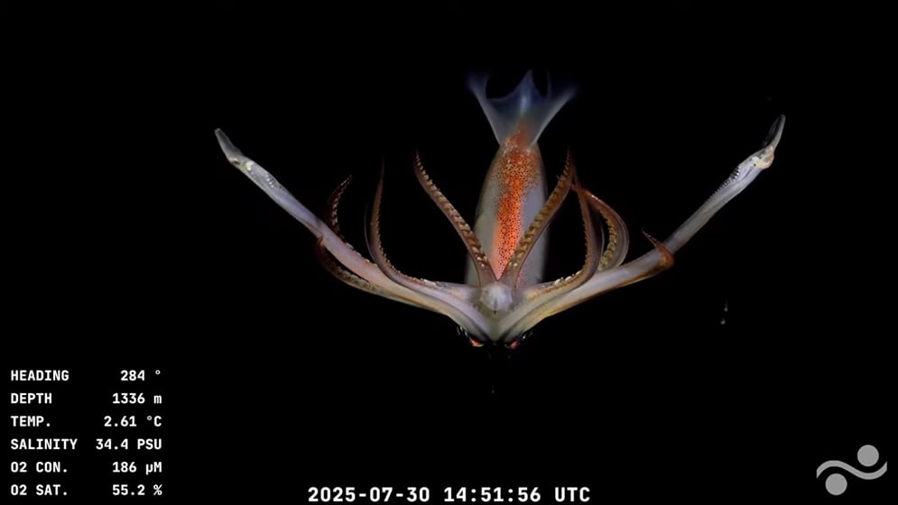 Lo que dejó la transmisión en vivo a 3.900 metros de profundidad: en colaboración con el Schmidt Ocean Institute, investigadores del CONICET realizan la expedición “Underwater Oases of Mar Del Plata Canyon: Talud Continental IV”.