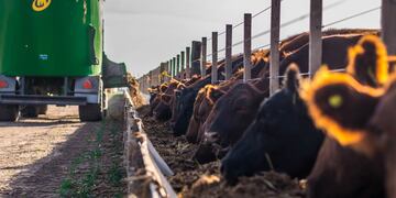 Alimentación con suplemento de probióticos