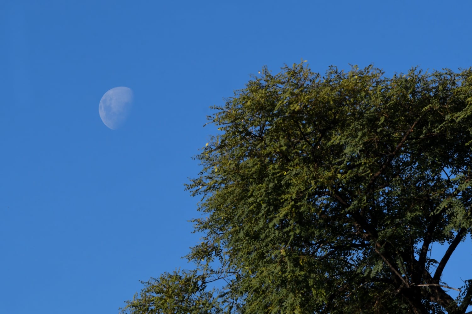 Vista de la luna en cuarto creciente desde la plaza Independencia.Foto: Marcelo Rolland / Los Andes  