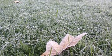 HELADA. En el departamento San María, el frío dejó la marca sobre la vegetación durante el jueves 29 de mayo. (La Voz)