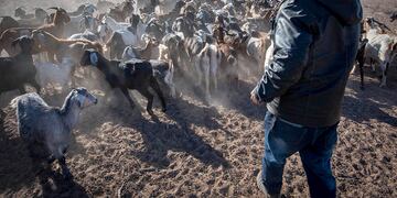 Caprinos, falta de agua y pasturas complican la cría en Mendoza.