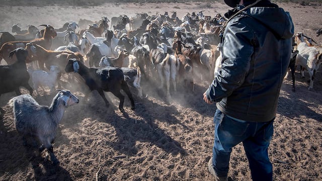 Caprinos, falta de agua y pasturas complican la cría en Mendoza.