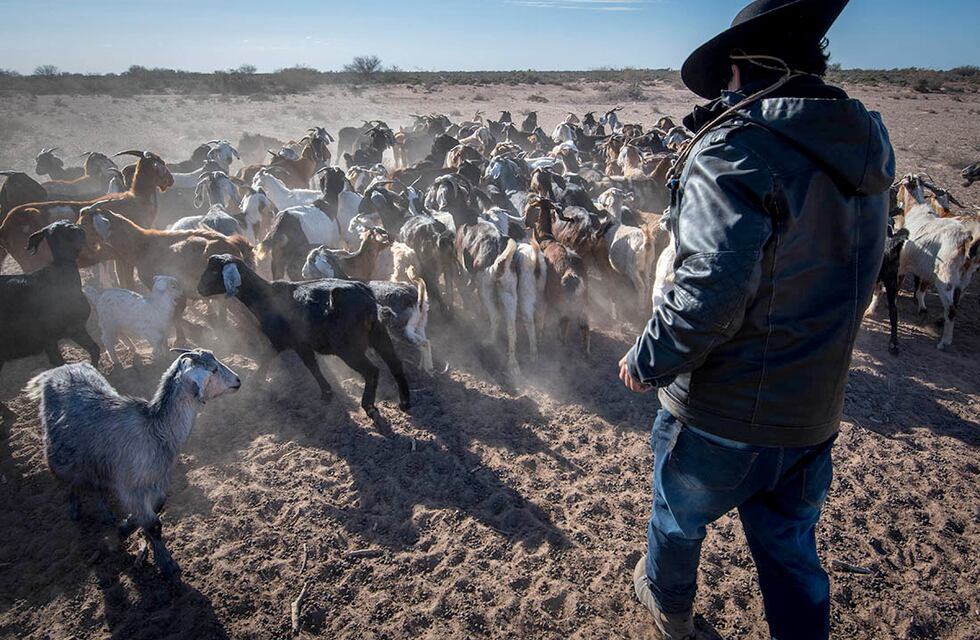 Mendoza fue declarada en emergencia y desastre agropecuario por la sequía hasta marzo de 2024