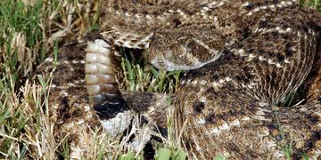 En Formosa un hombre murió luego de ser mordido por una serpiente de cascabel.