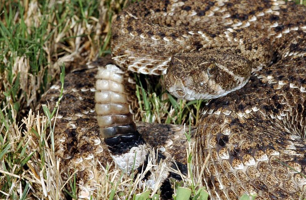 Un hombre de 28 años murió luego de ser mordido por una serpiente de cascabel