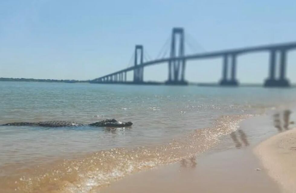 Video: yacarés dijeron presente en las playas de Corrientes y se volvieron virales
