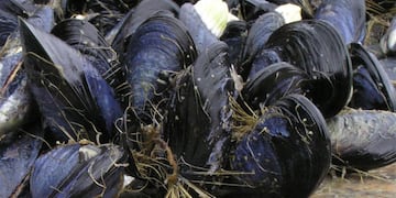Producción de mejillones