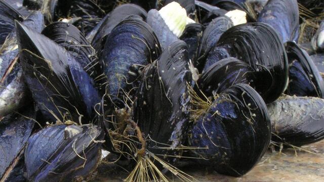 Producción de mejillones