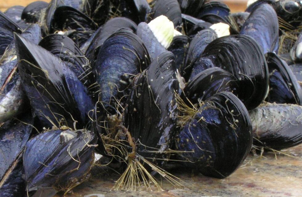 Tierra del Fuego: Expectativa por millonaria inversión